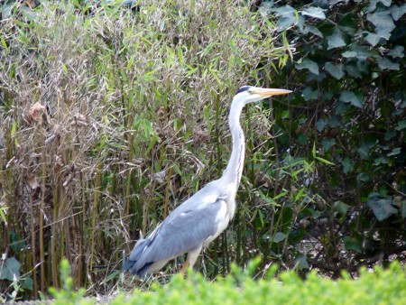 Heron