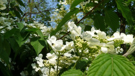 Viburnum