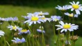 /album/le-jardin/fleur-jpg1/