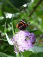 /album/le-jardin/papillon-jpg1/