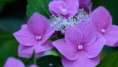 /album/le-jardin/p1070403-jpg/