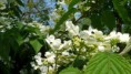 /album/le-jardin/p1080715-jpg/