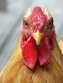 /album/nos-animaux/p1090925-jpg/