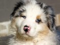 /album/nos-animaux/p1150443-jpg/
