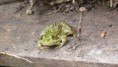 /album/le-jardin/p1140563-jpg/